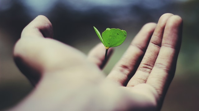 hand holding new plant seedling